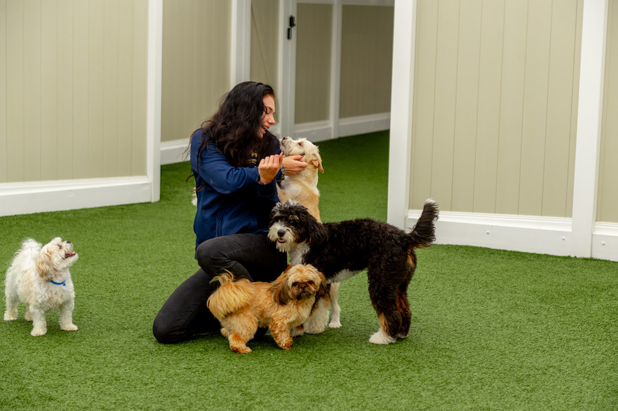 K9 Resorts - Hamilton