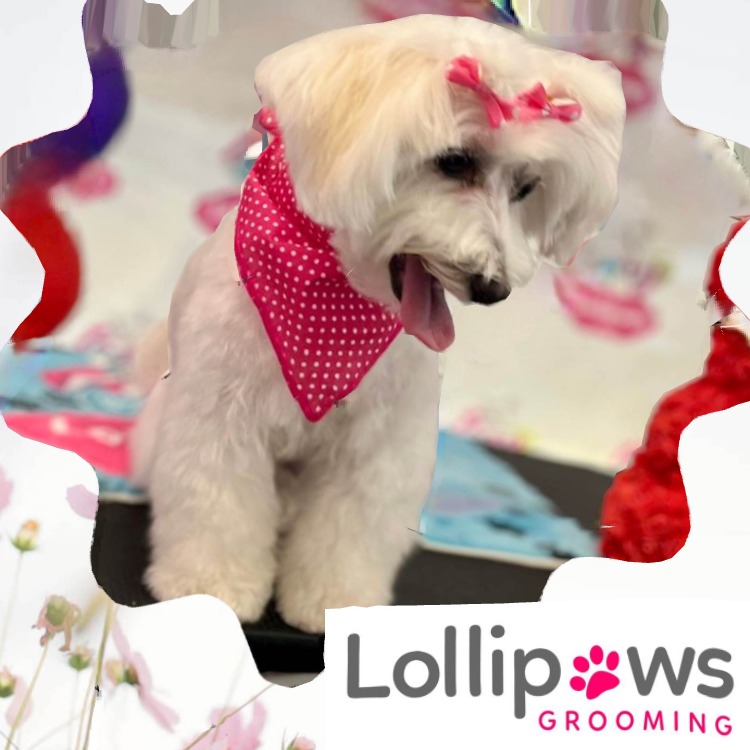 Lollipaws grooming