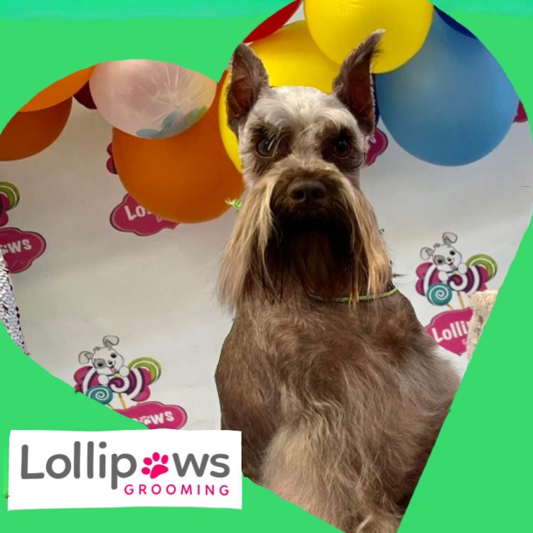Lollipaws grooming