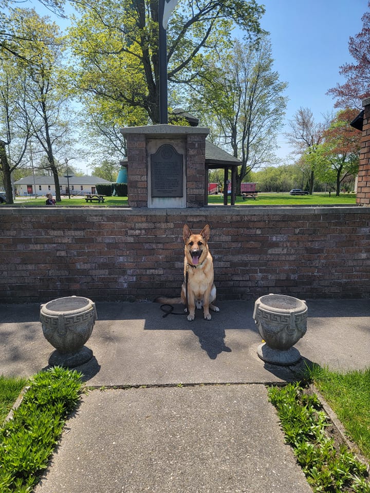 Crazy K9s Dog Training LLC