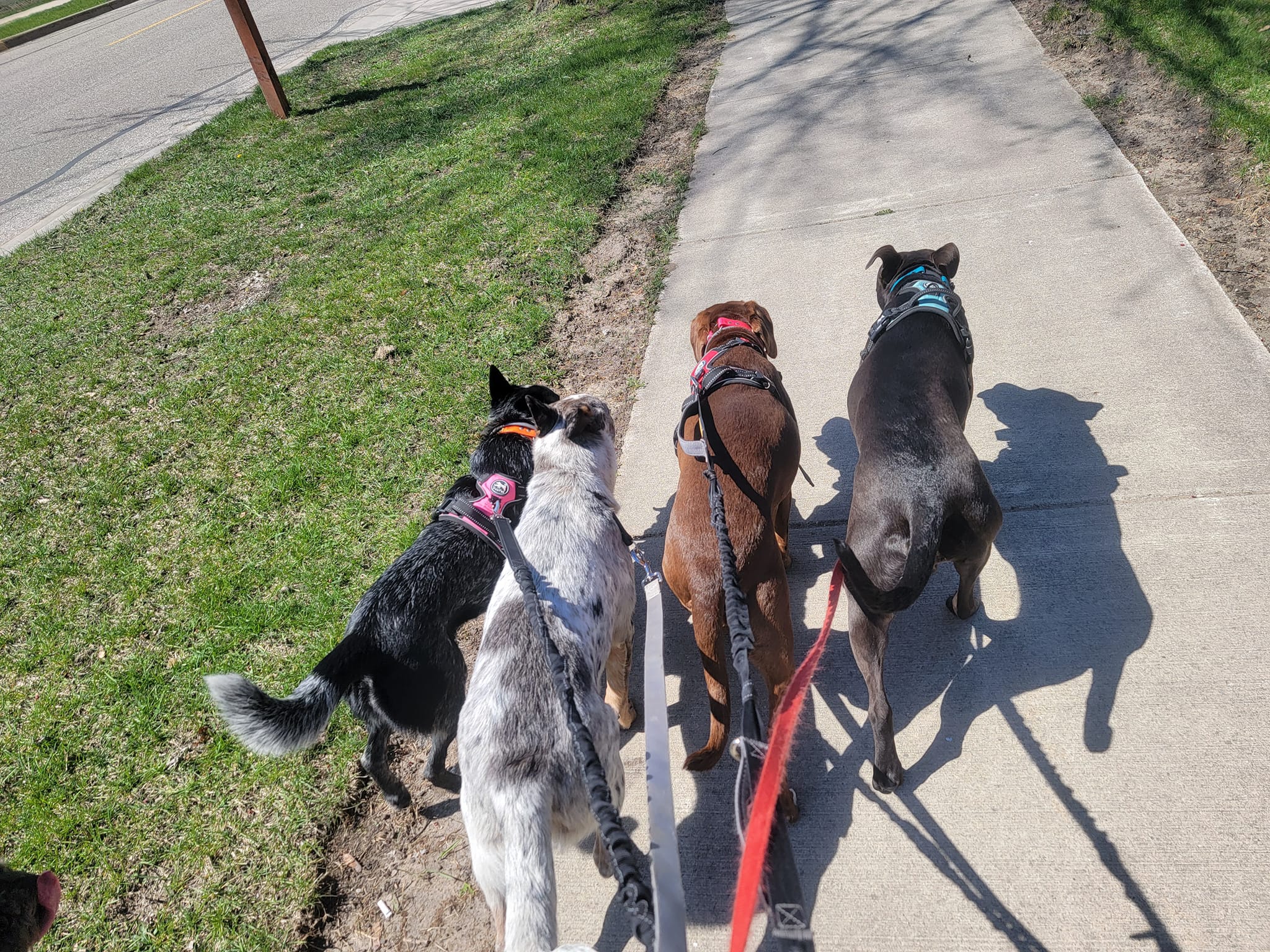 Crazy K9s Dog Training LLC