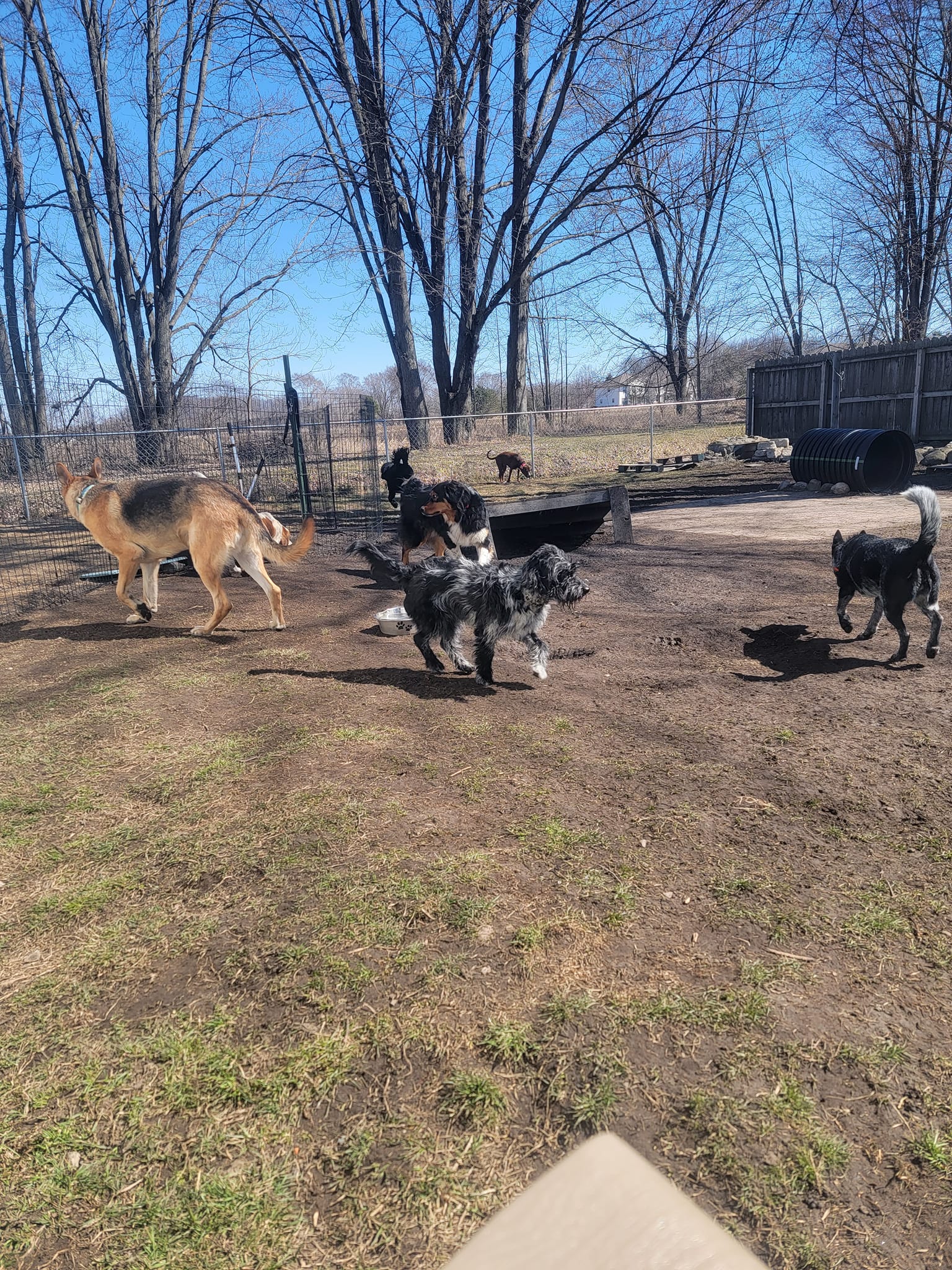 Crazy K9s Dog Training LLC