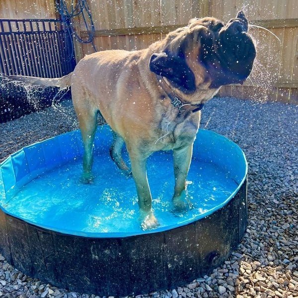 The Bark Park & Patio