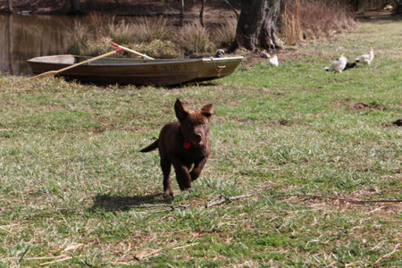Farm Fun for Dogs SD