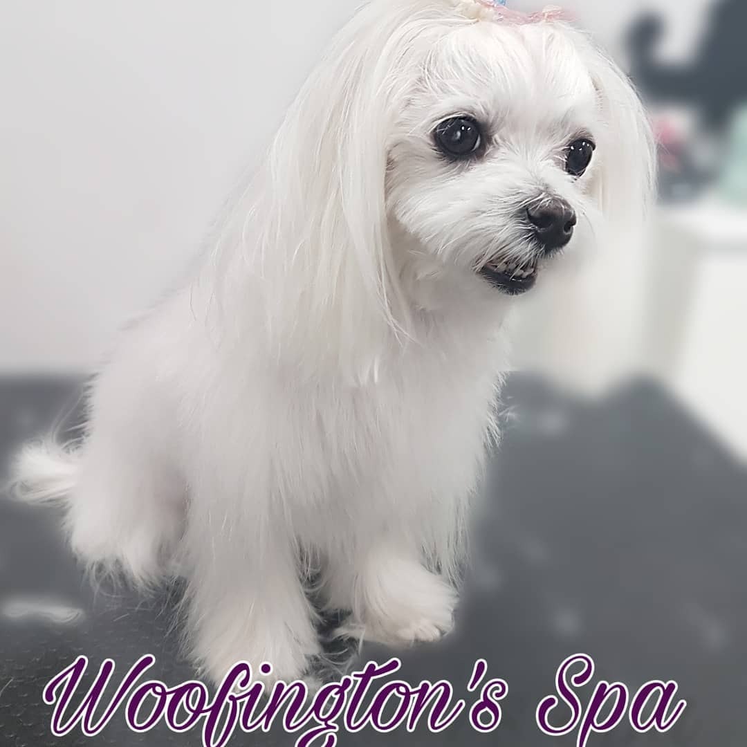 Woofingtons Spa and Boutique