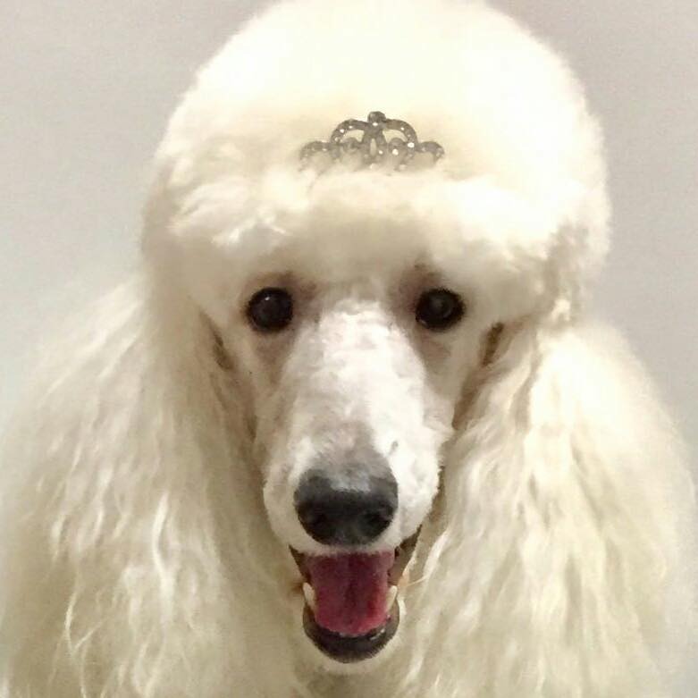 Woofingtons Spa and Boutique