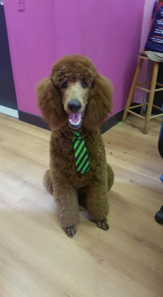 Woofingtons Spa and Boutique