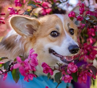 Pure In-Home Pet Sitting LLC