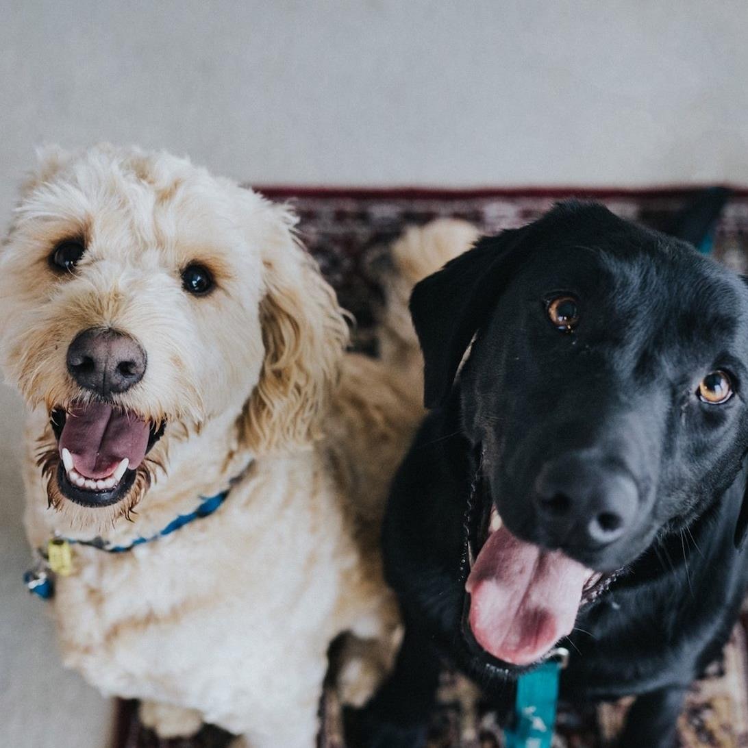 Pure In-Home Pet Sitting LLC