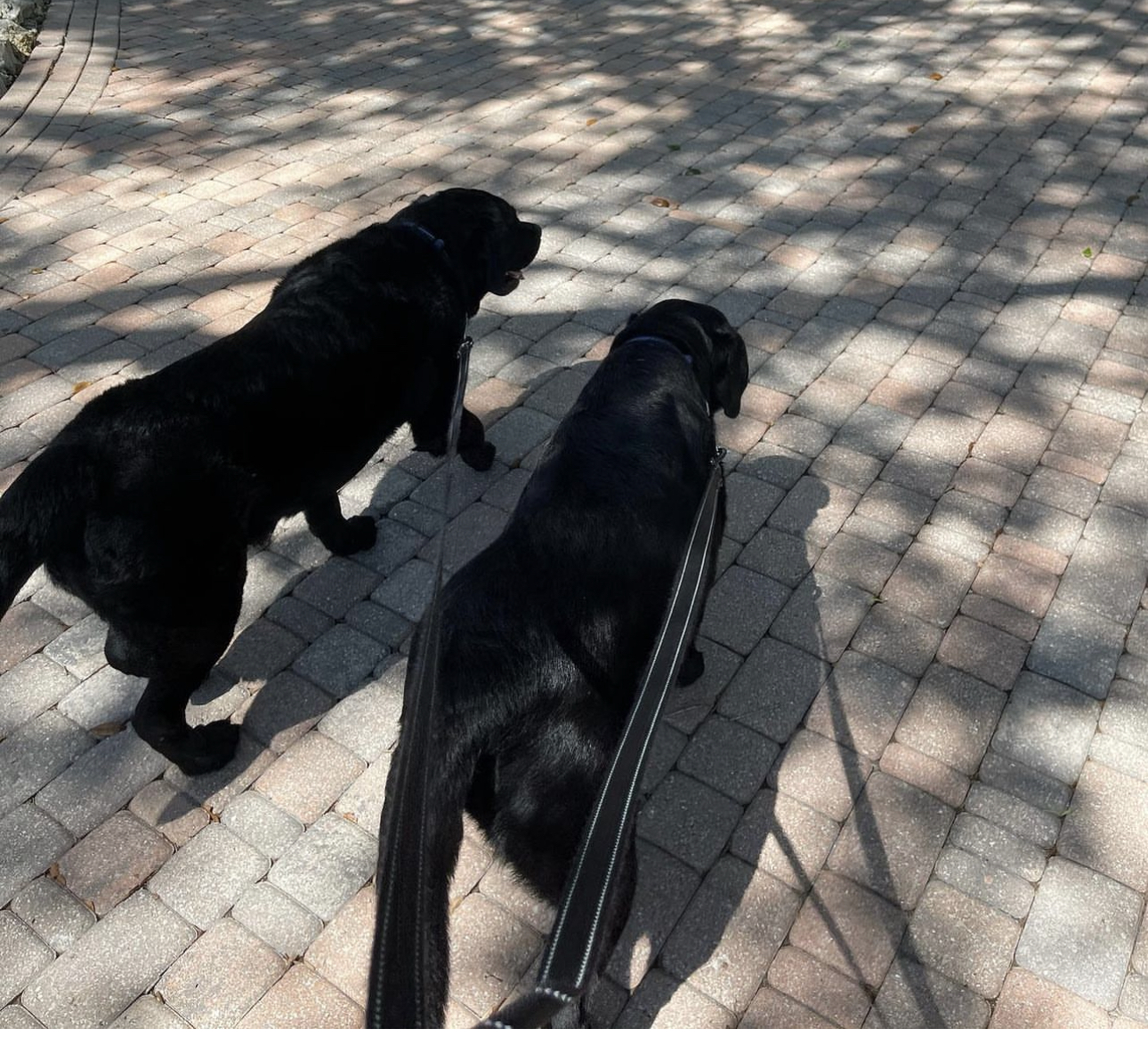 MCS Michele’s Concierge Services LLC