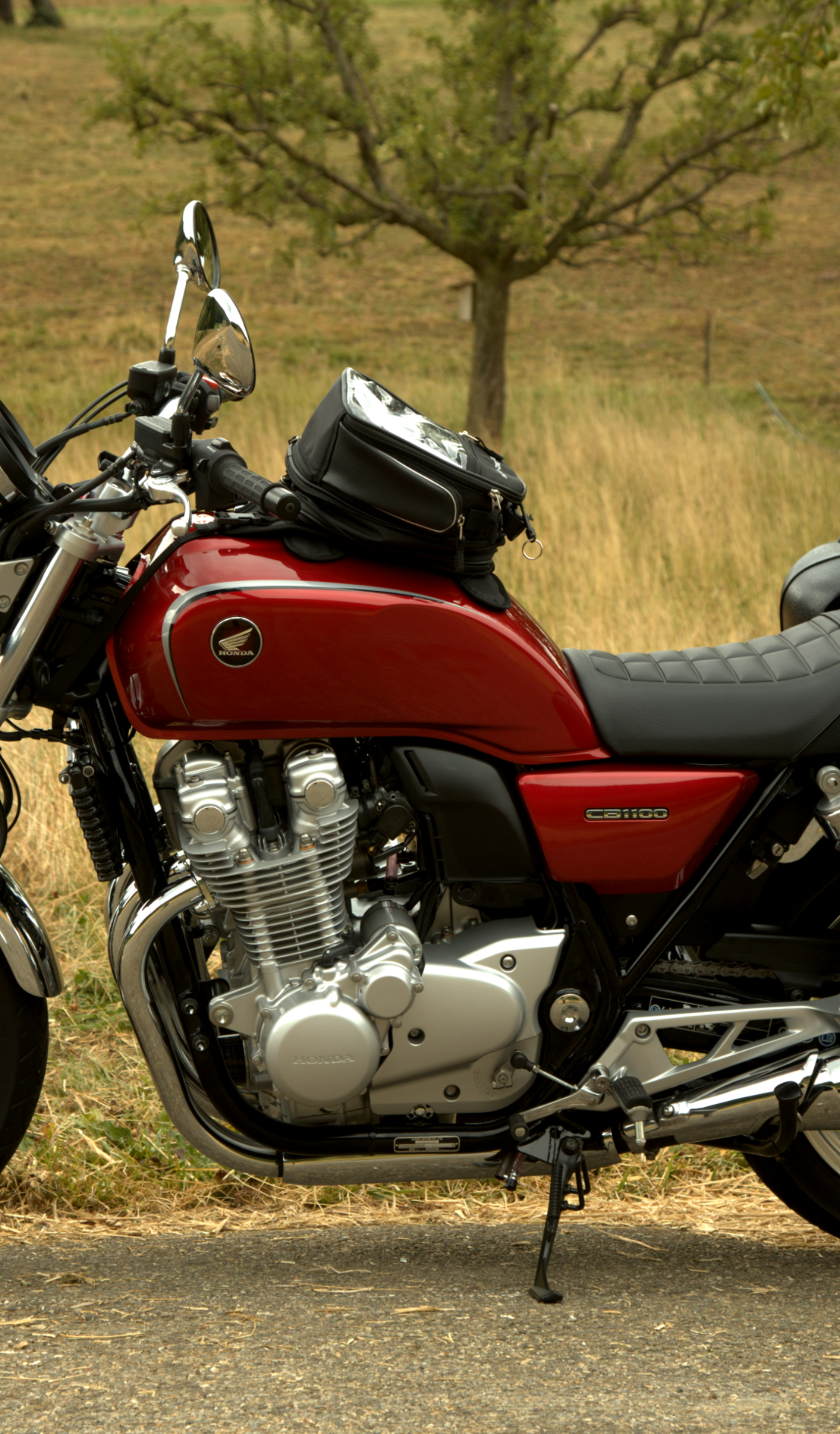 Voluntarios perrera municipal