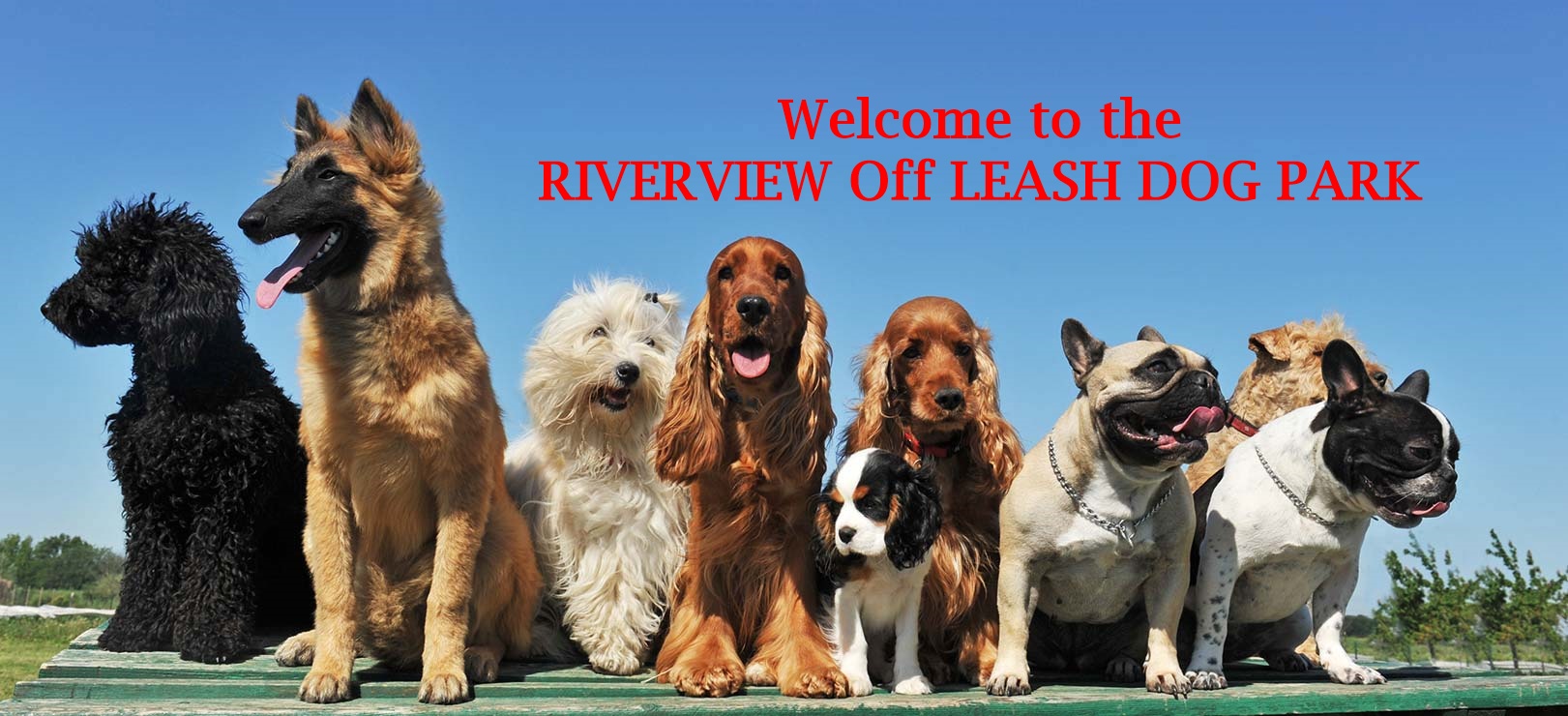 The Riverview Dog Park