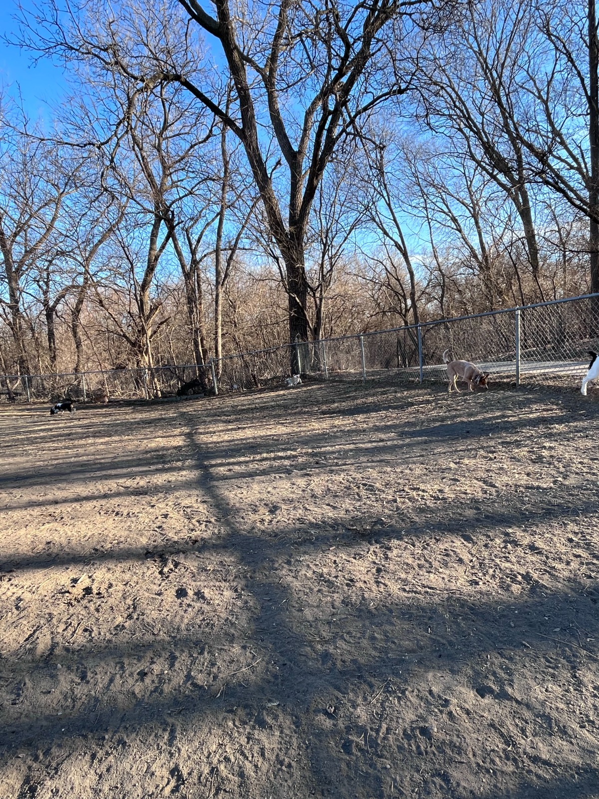 Cotton Park Dog Park