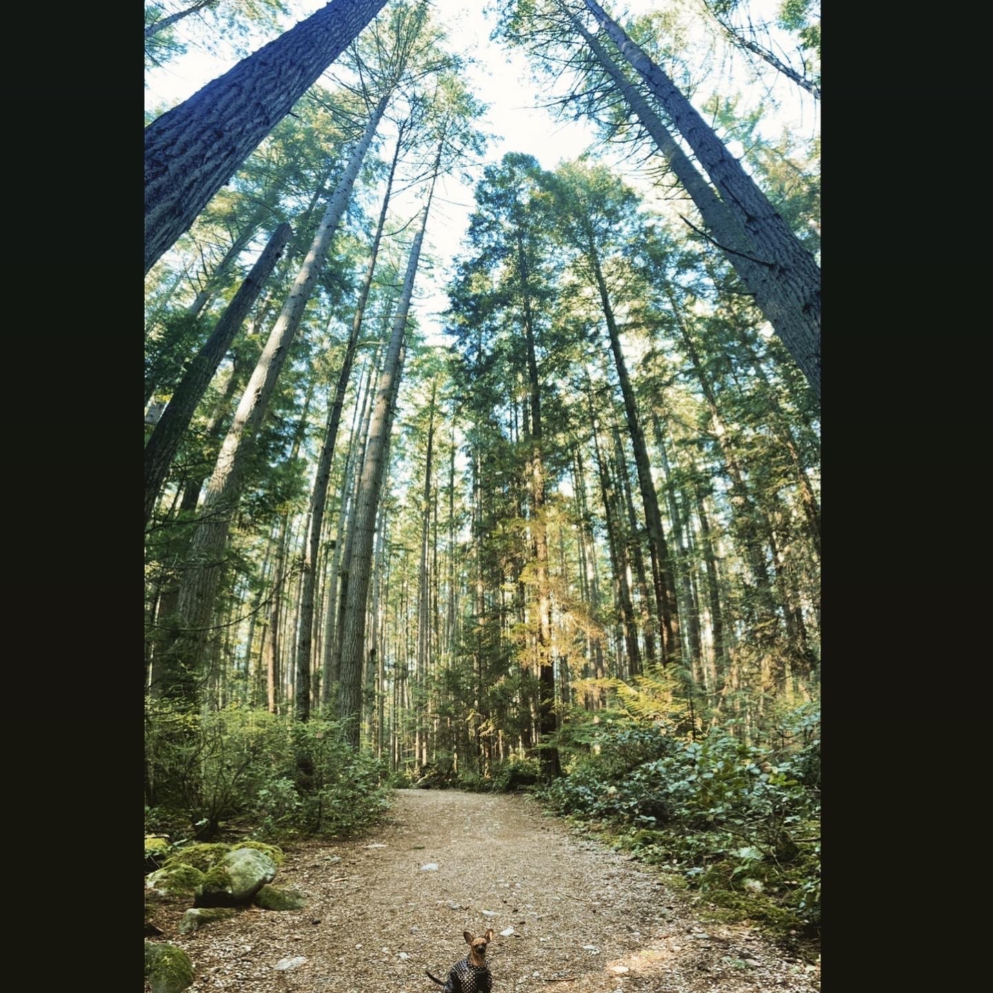 Pacific Spirit Regional Park