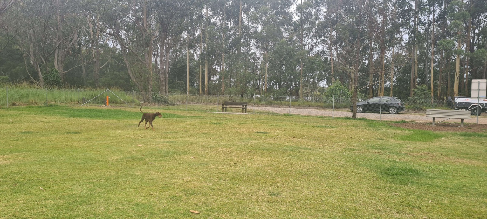 Henrey Kendell Canine Park