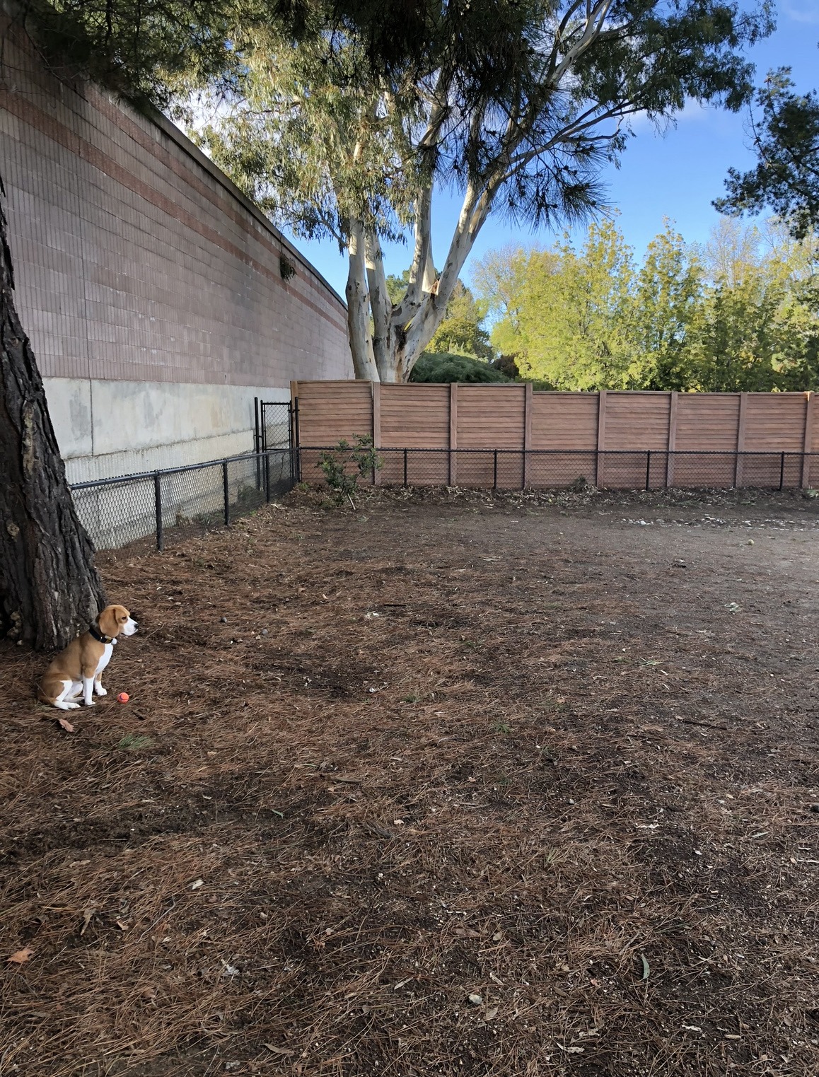 Mary Avenue Dog Park