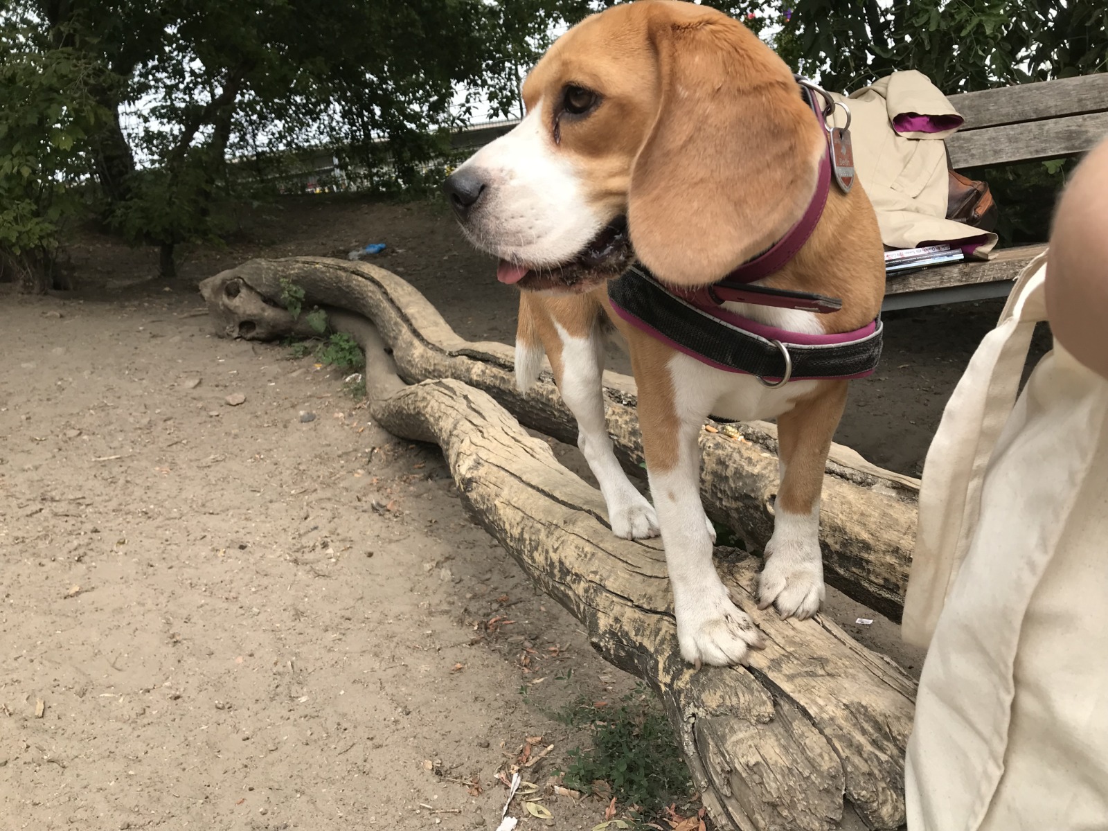 Hundeauslauf Volkspark Friedrichshain
