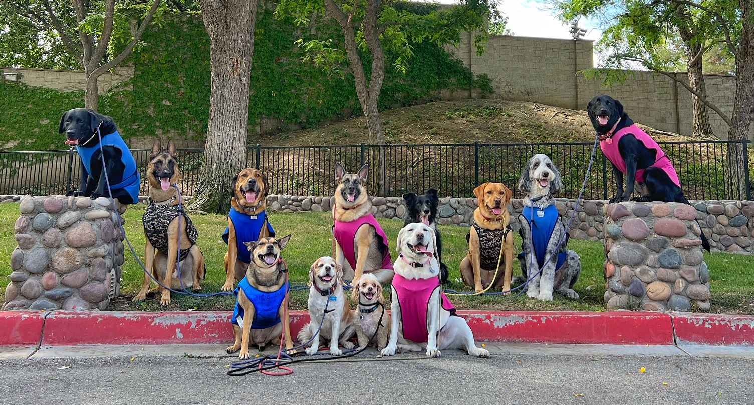 Royal Hounds Dog Park1