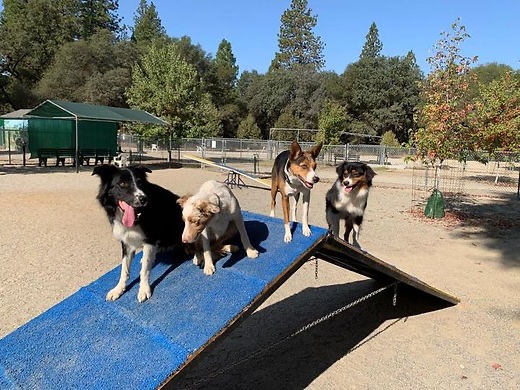 Western Gateway Dog Park