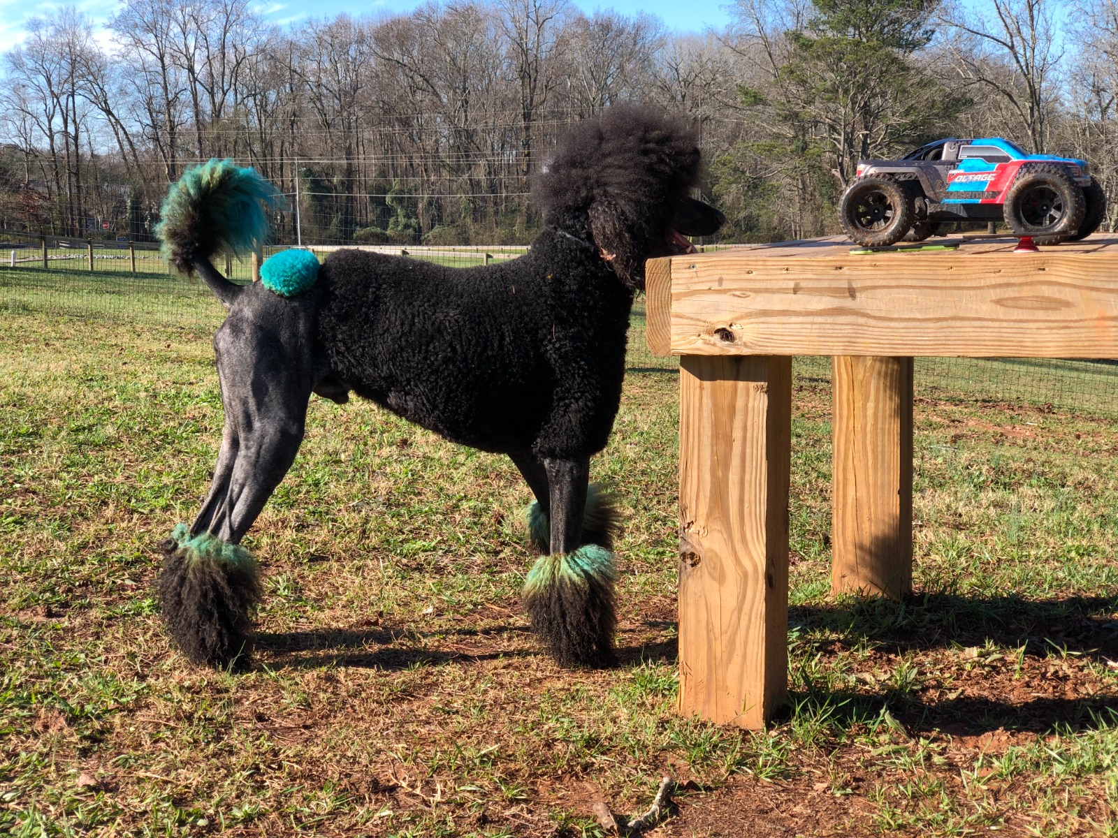 Carver Road Dog Park