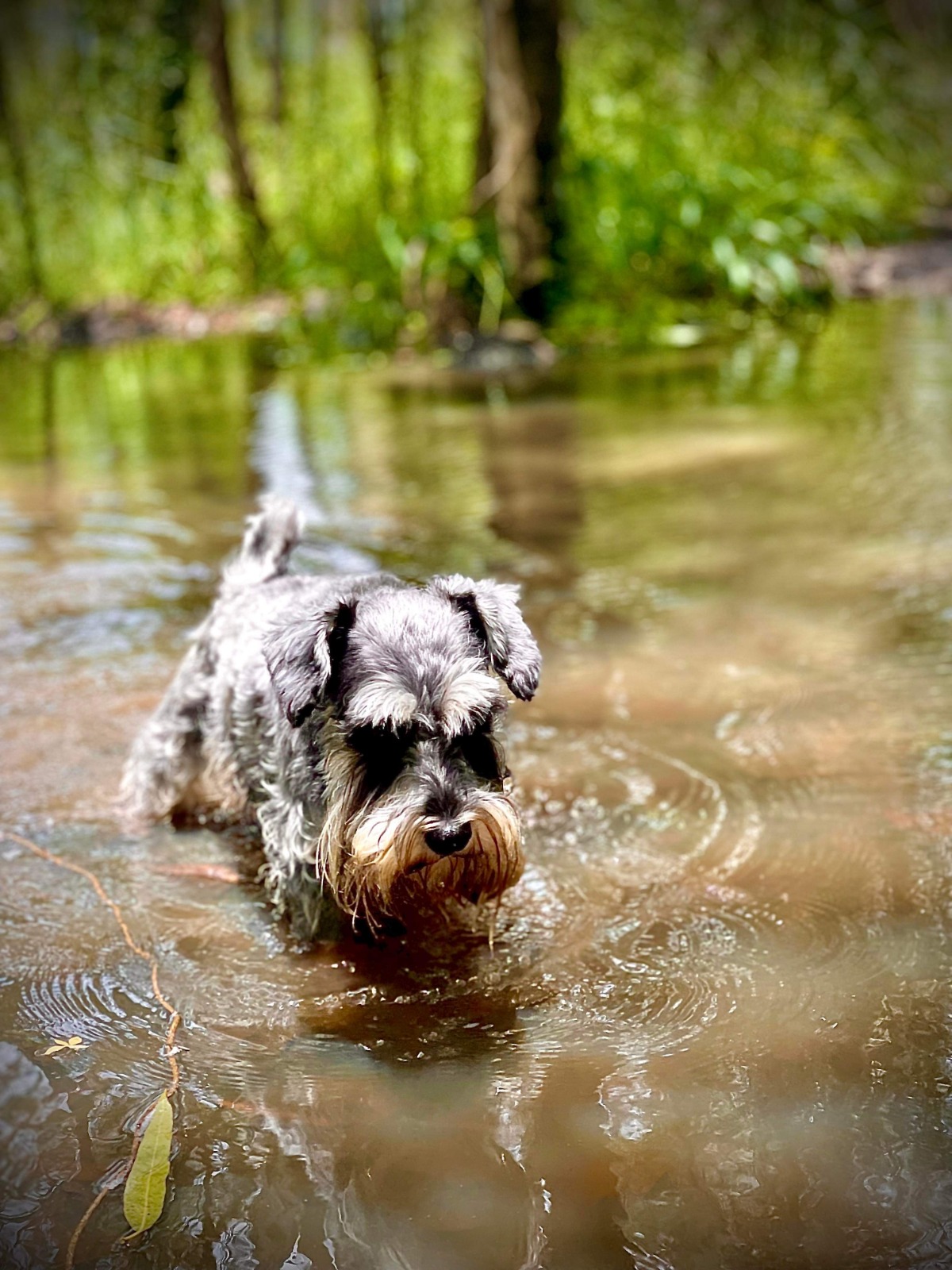 Lake Weyba Foreshore Public Park