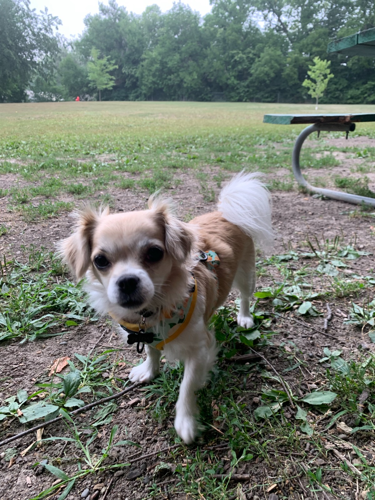 Cotton Park Dog Park