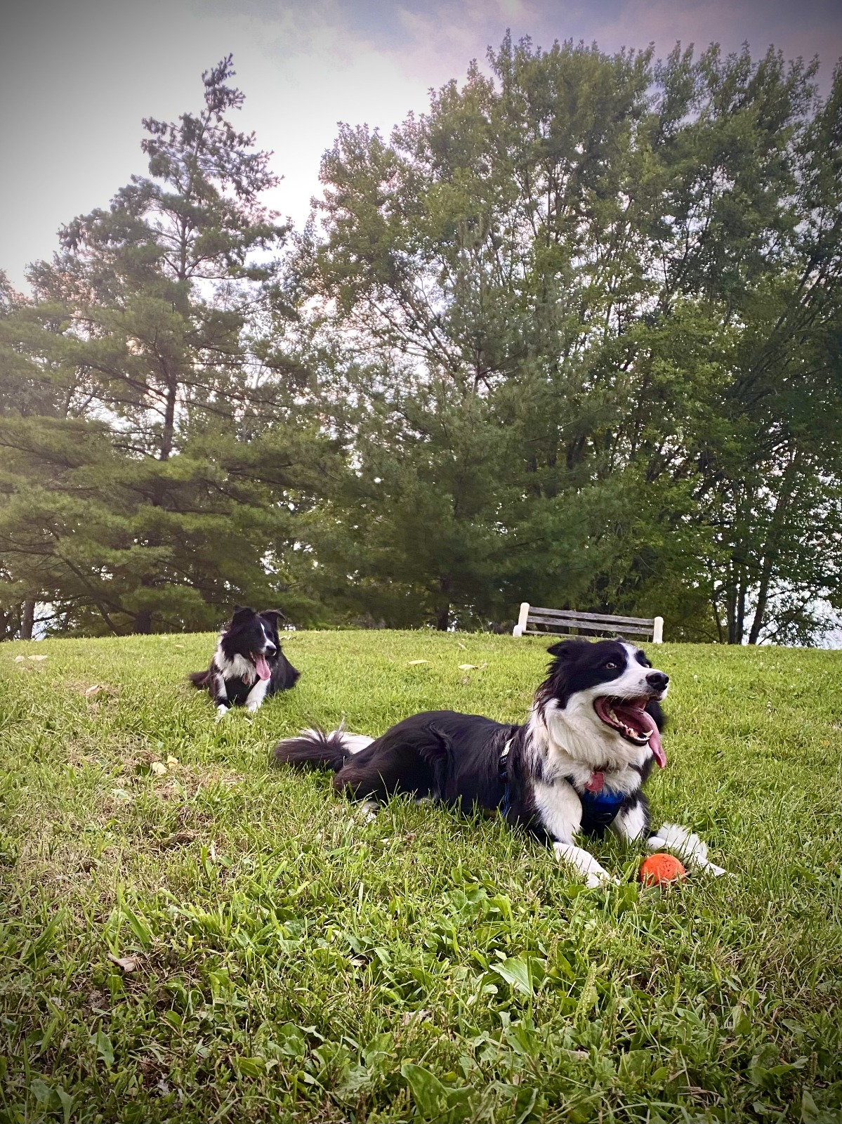 Quinte Dog Park