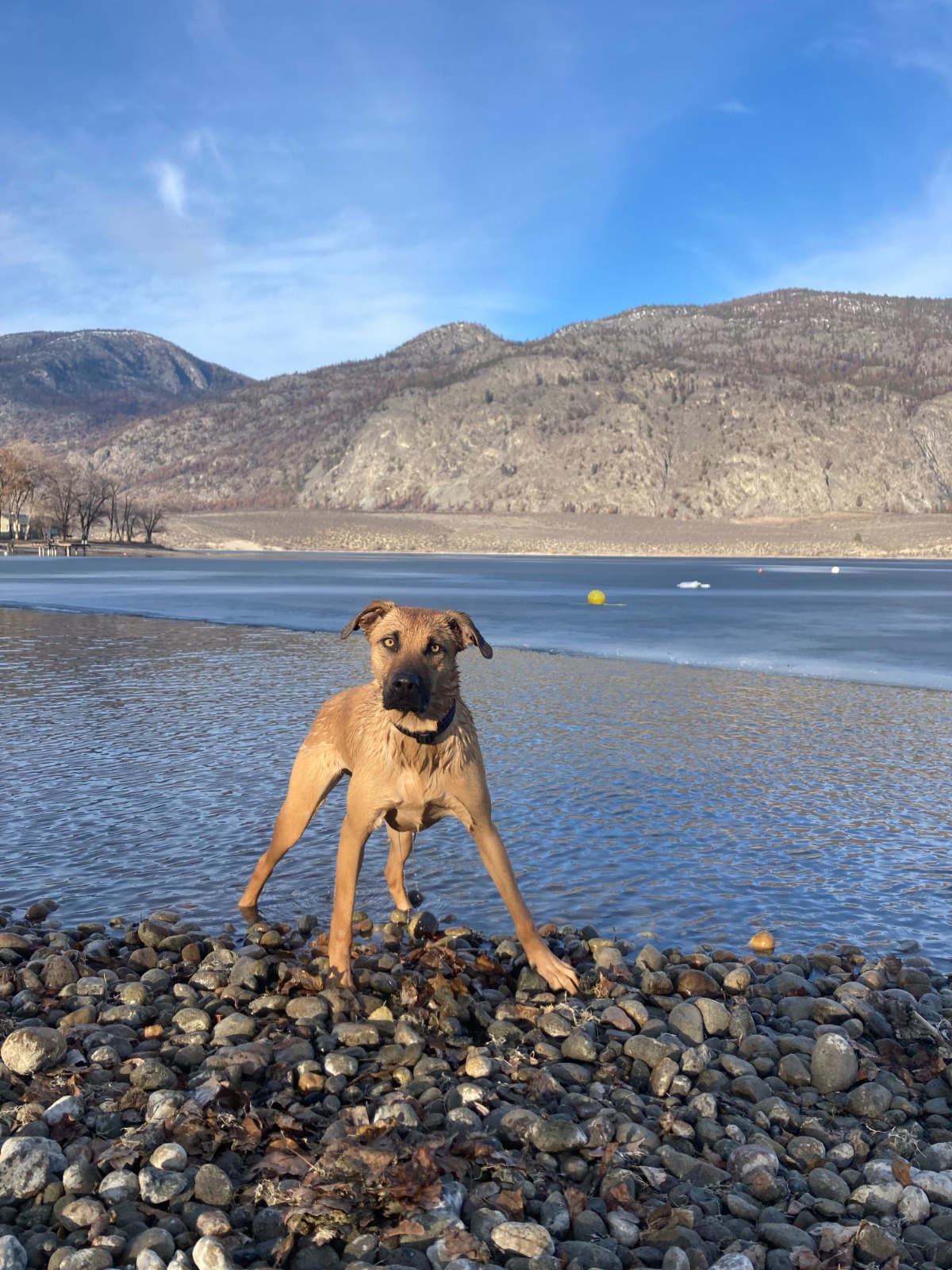 Lions Beach - Dog Friendly