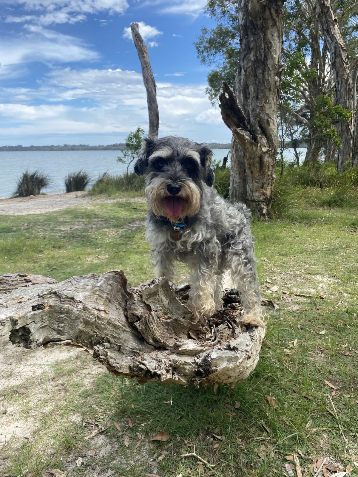 Lake Weyba Foreshore Public Park