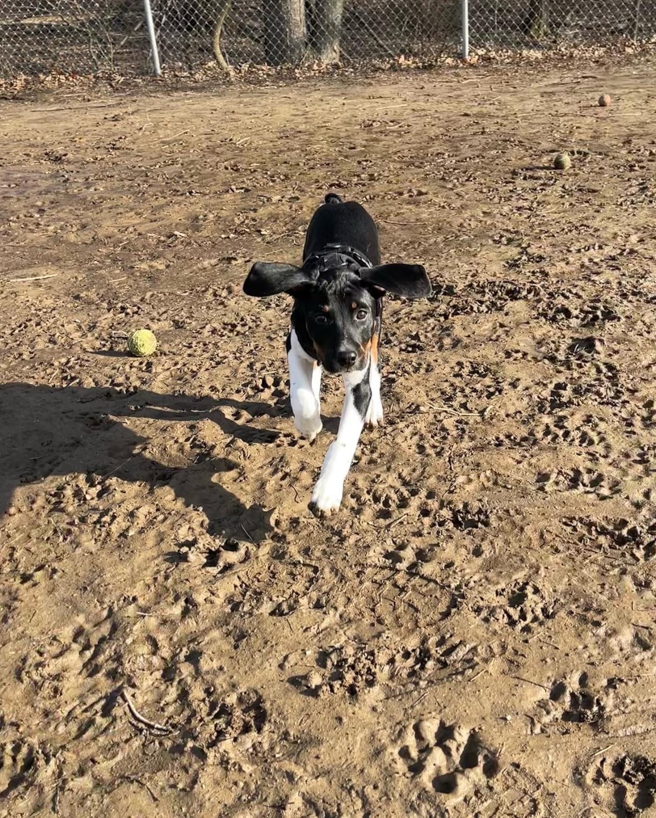 Riverside Park Dog Run