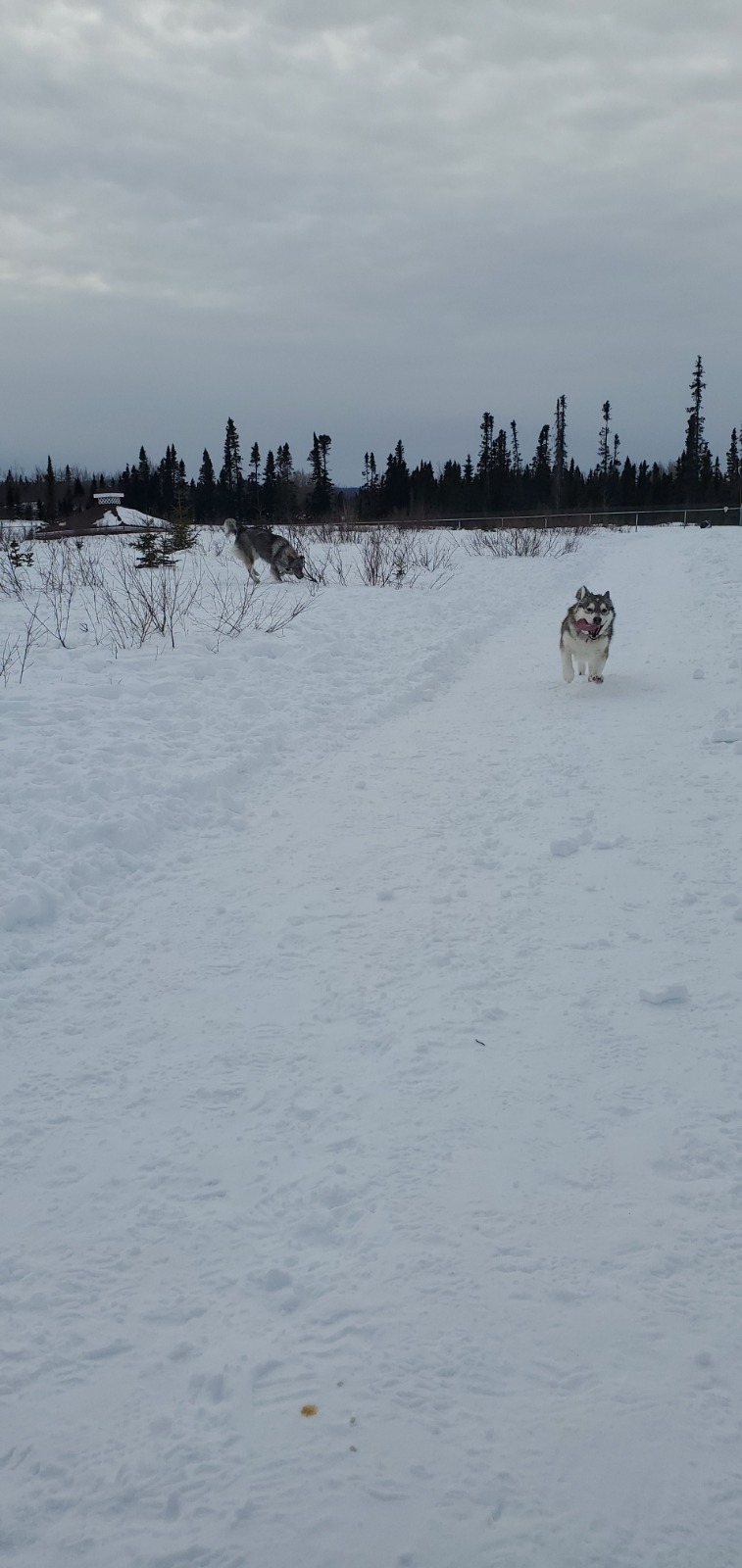 Goose Bay Dog Park