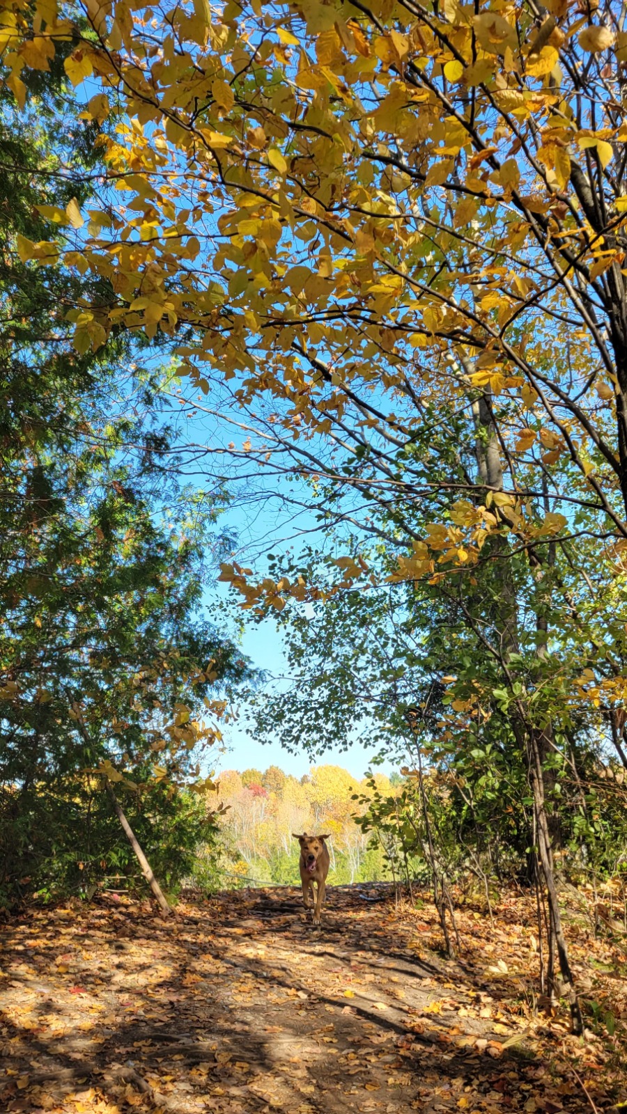 Greenwood Conservation Off Leash Dog Area
