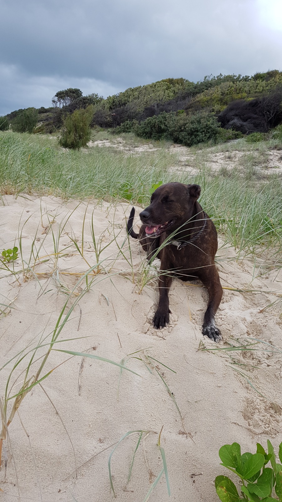 Stumers Creek Dog Offleash Area