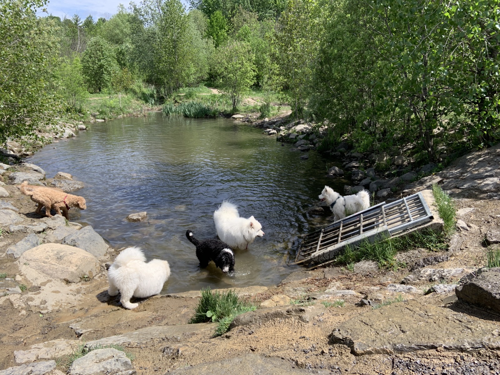 Aylmer Off-Leash Dog Park