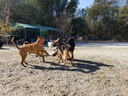 Western Gateway Dog Park