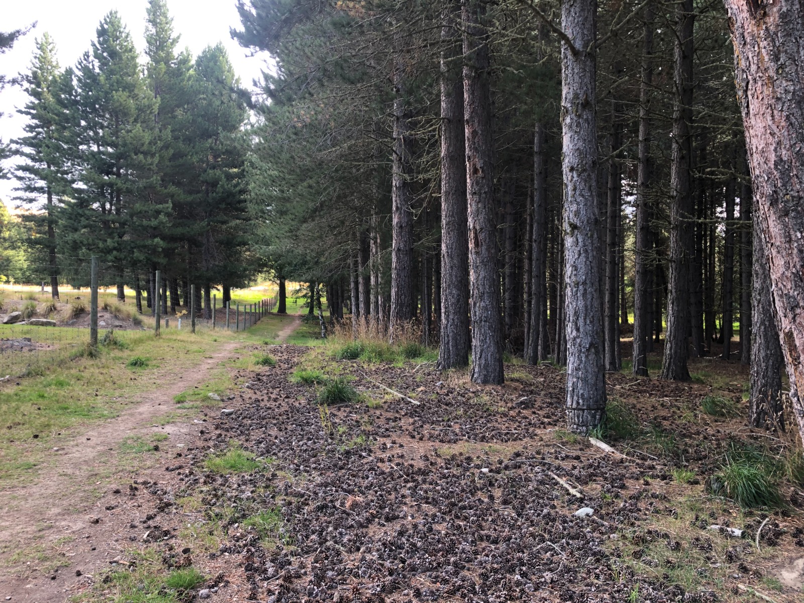 Lake Tekapo Regional Park Dog Park