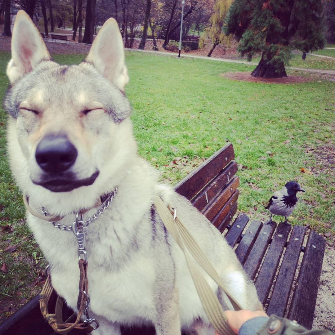 Park Ribnjak - Off Leash Area Northside Only