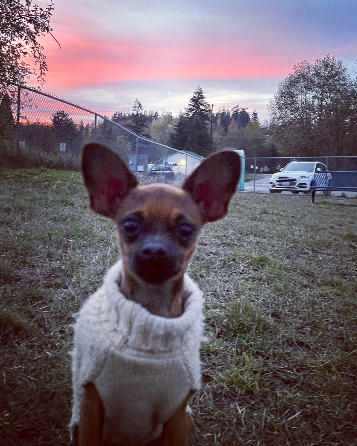 Ace Of Hearts Rotary Dog Park