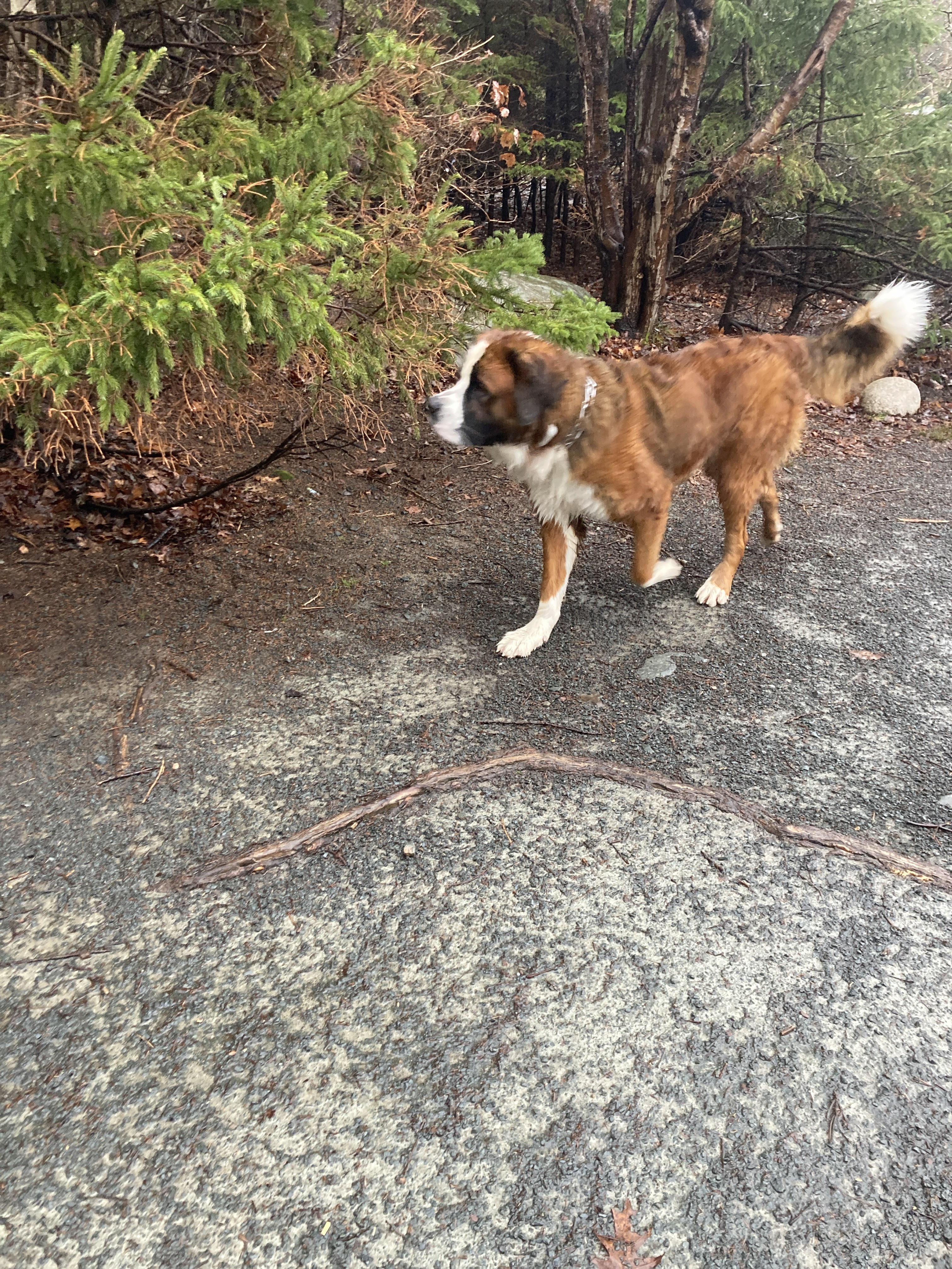Shubie Off-Leash Dog Park