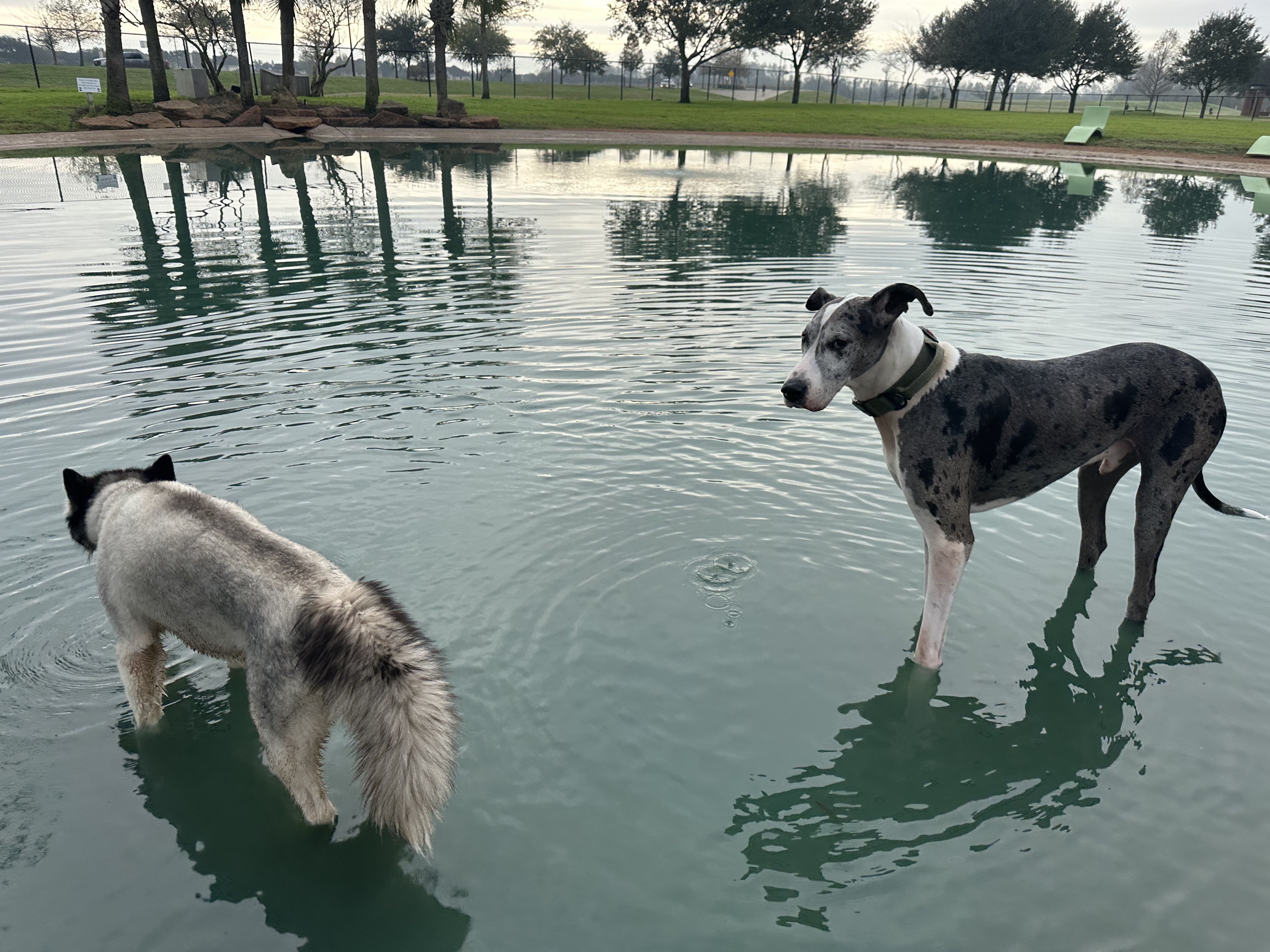 Pawm Springs Dog Park