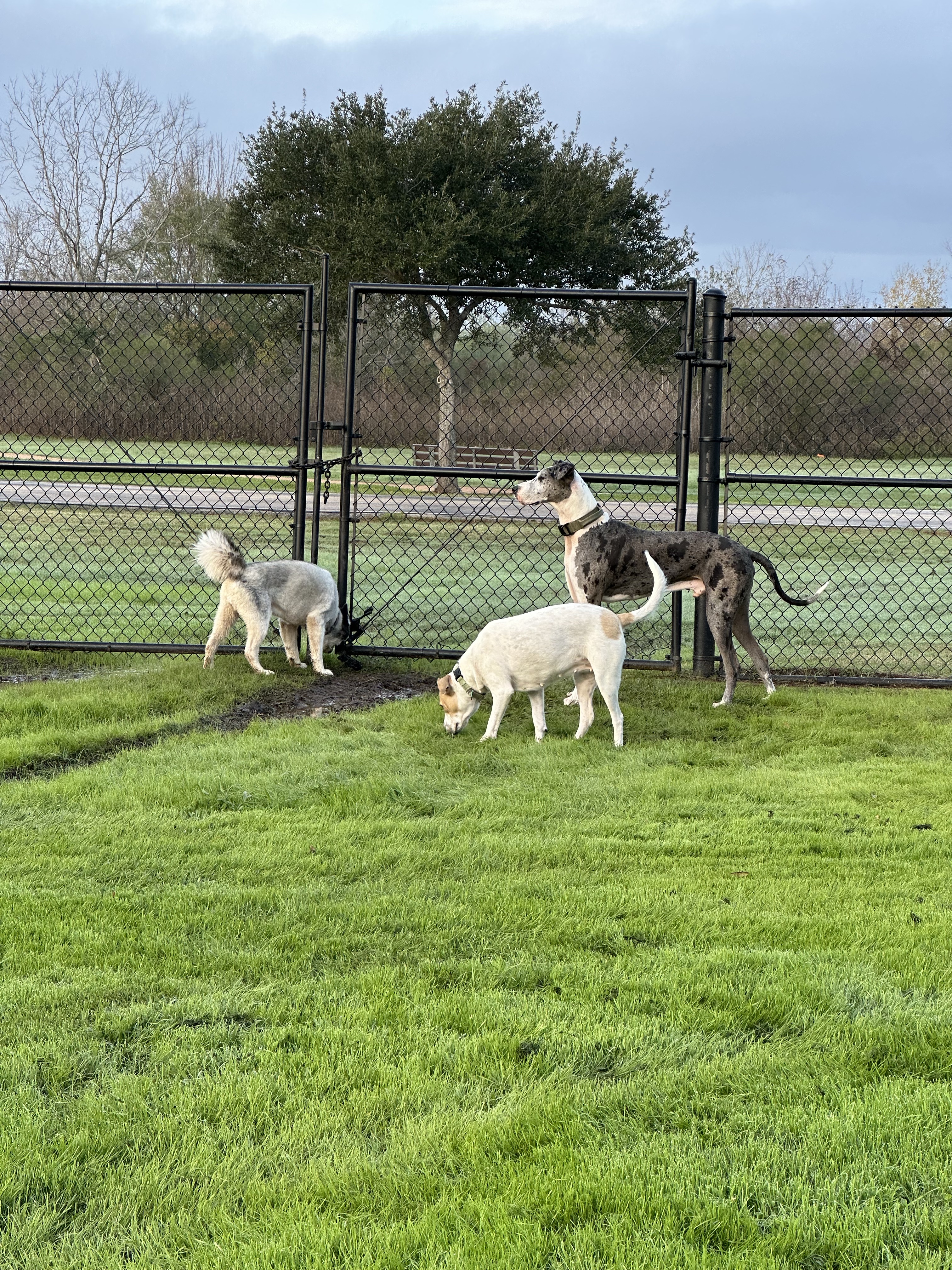Pawm Springs Dog Park