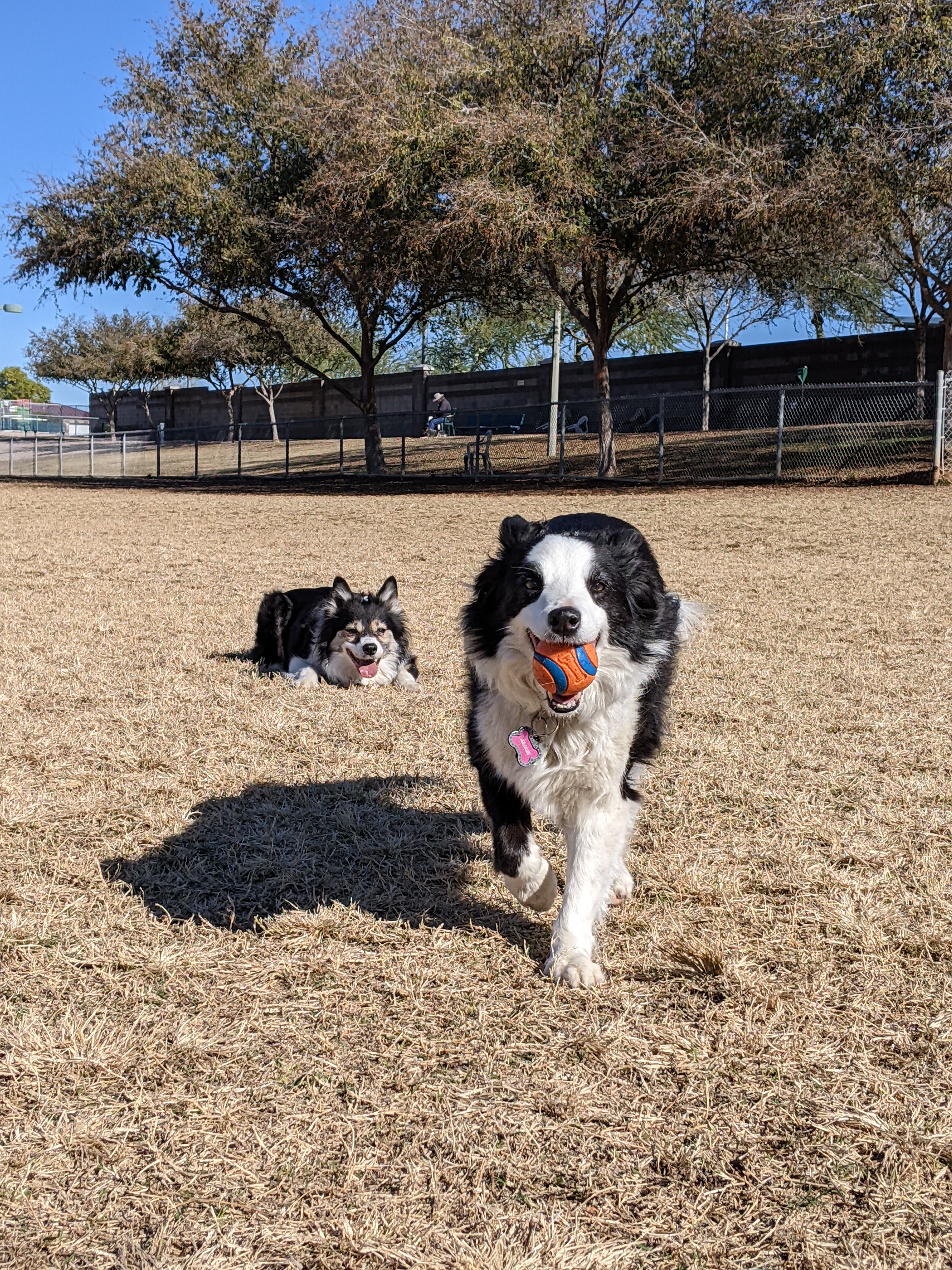 Quail Run Park Off Leash Dog Area