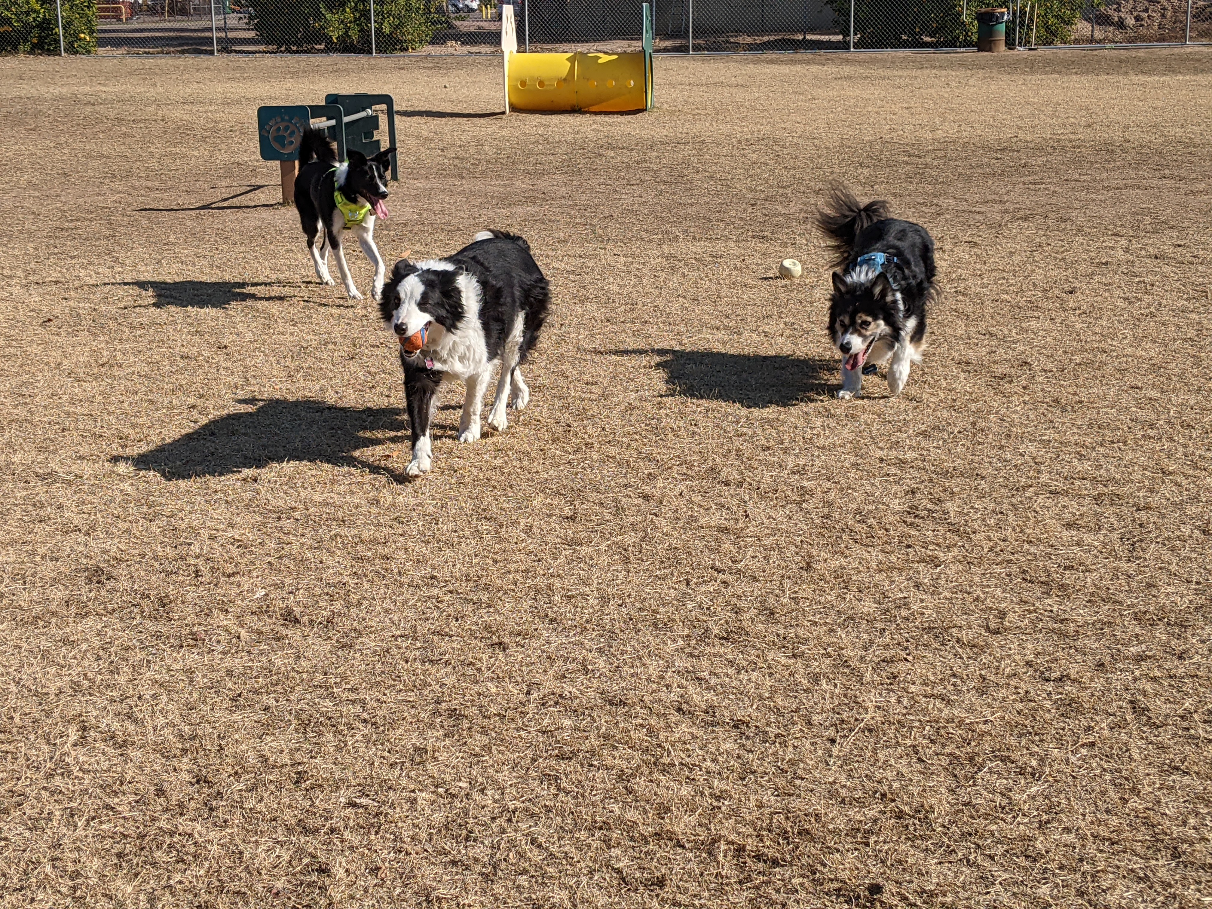 Twentynine Palms Dog Park