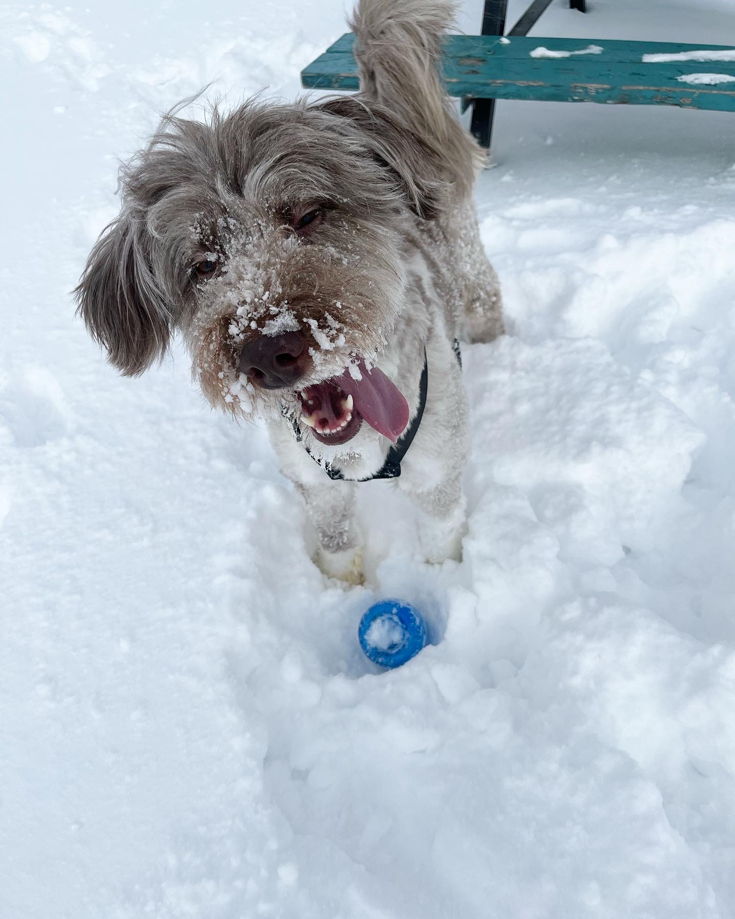 Parc canin de Verchères