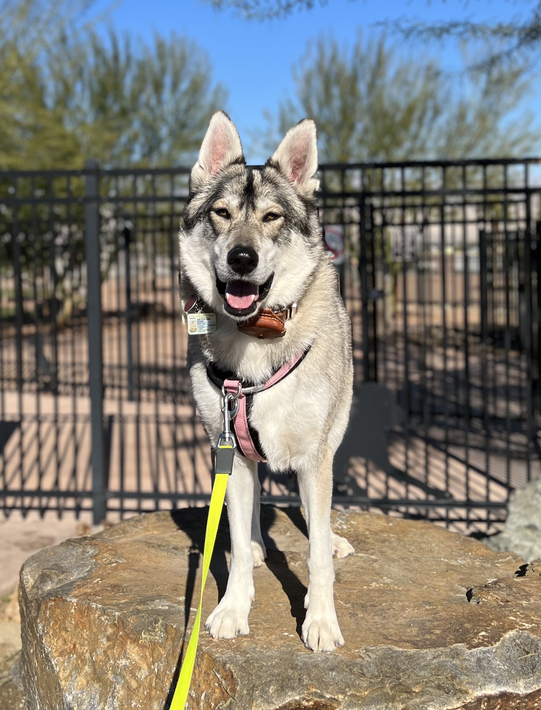 Rancho Mirage Dog Park