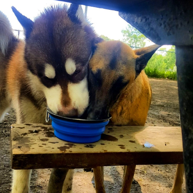 Parc de la Confédération Dog Park