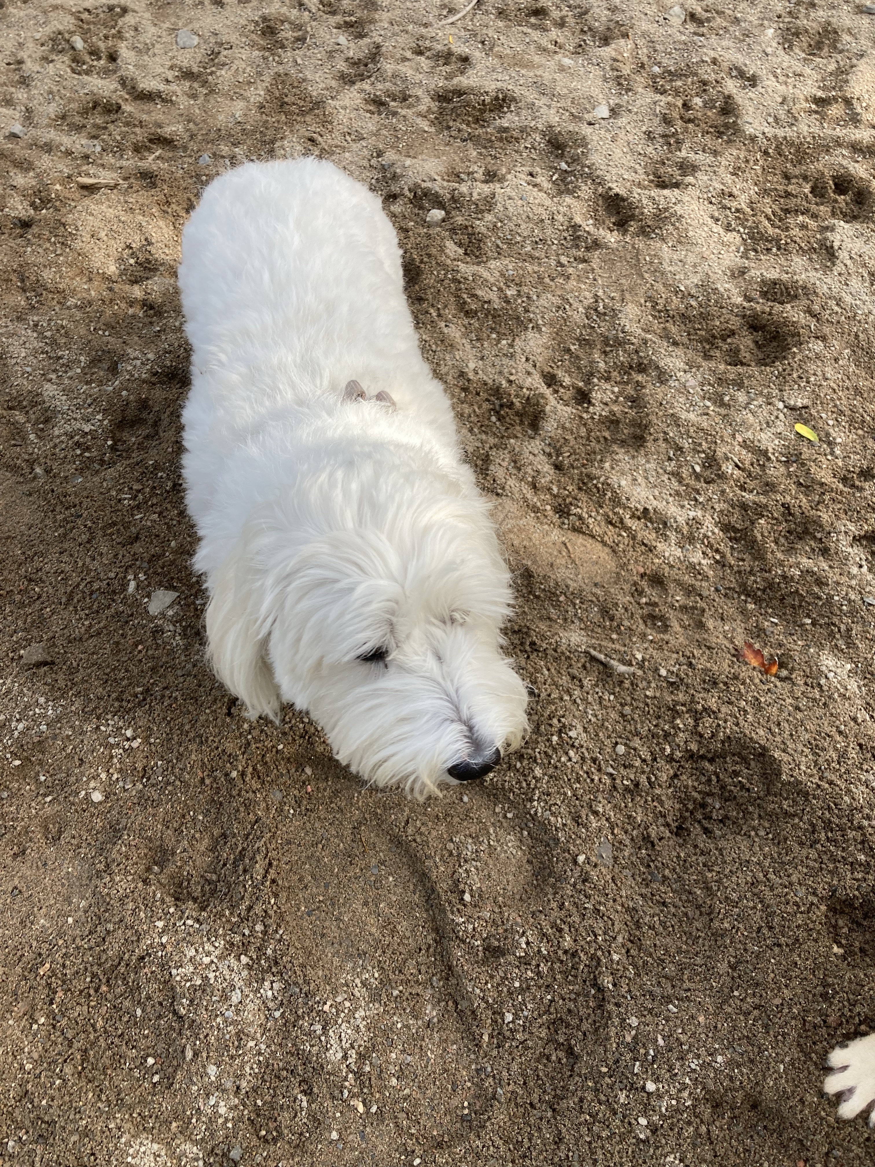 Parc à chiens du parc Notre-Dame-de-Grâce