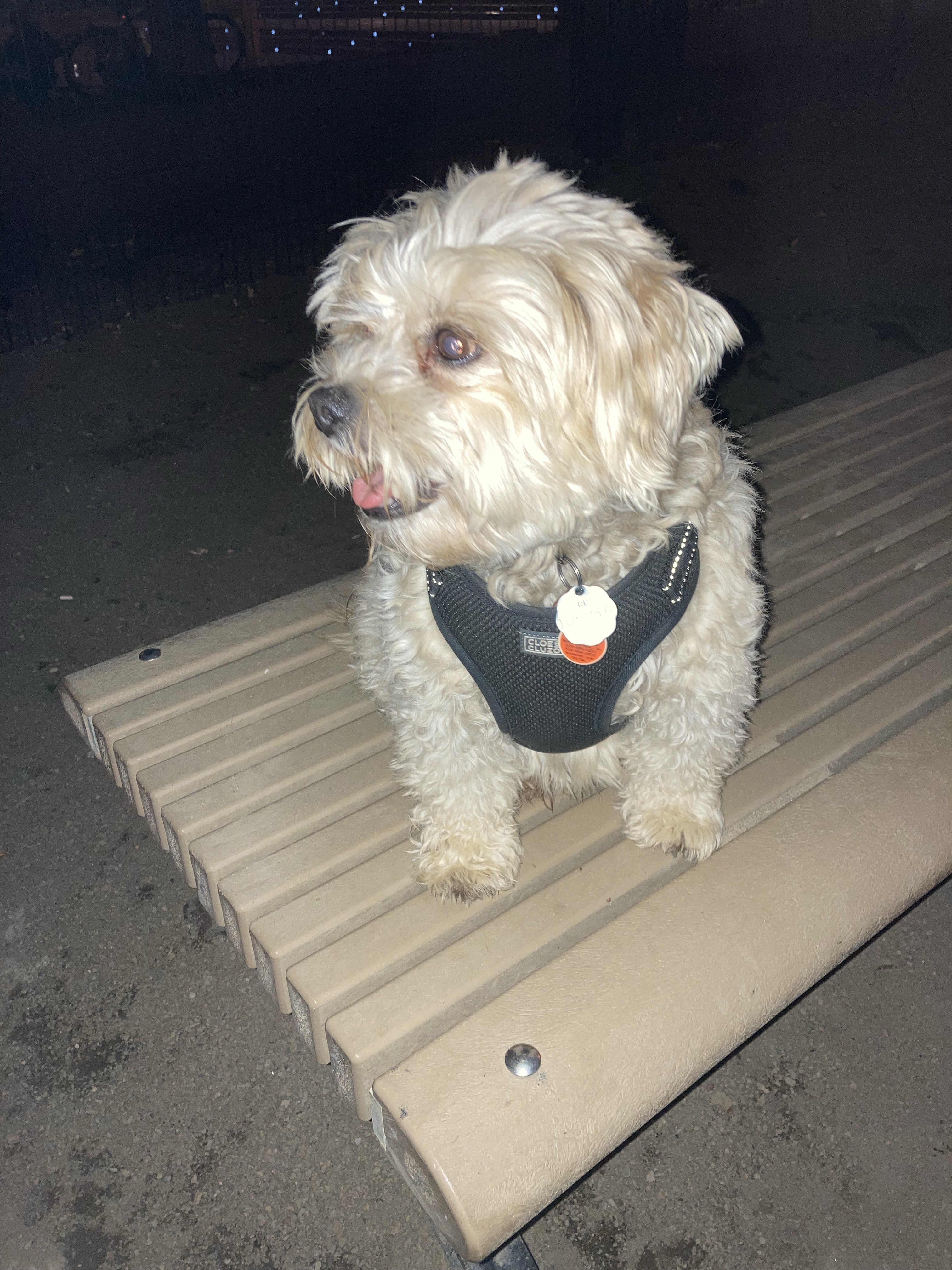 Parc à chiens du parc Notre-Dame-de-Grâce