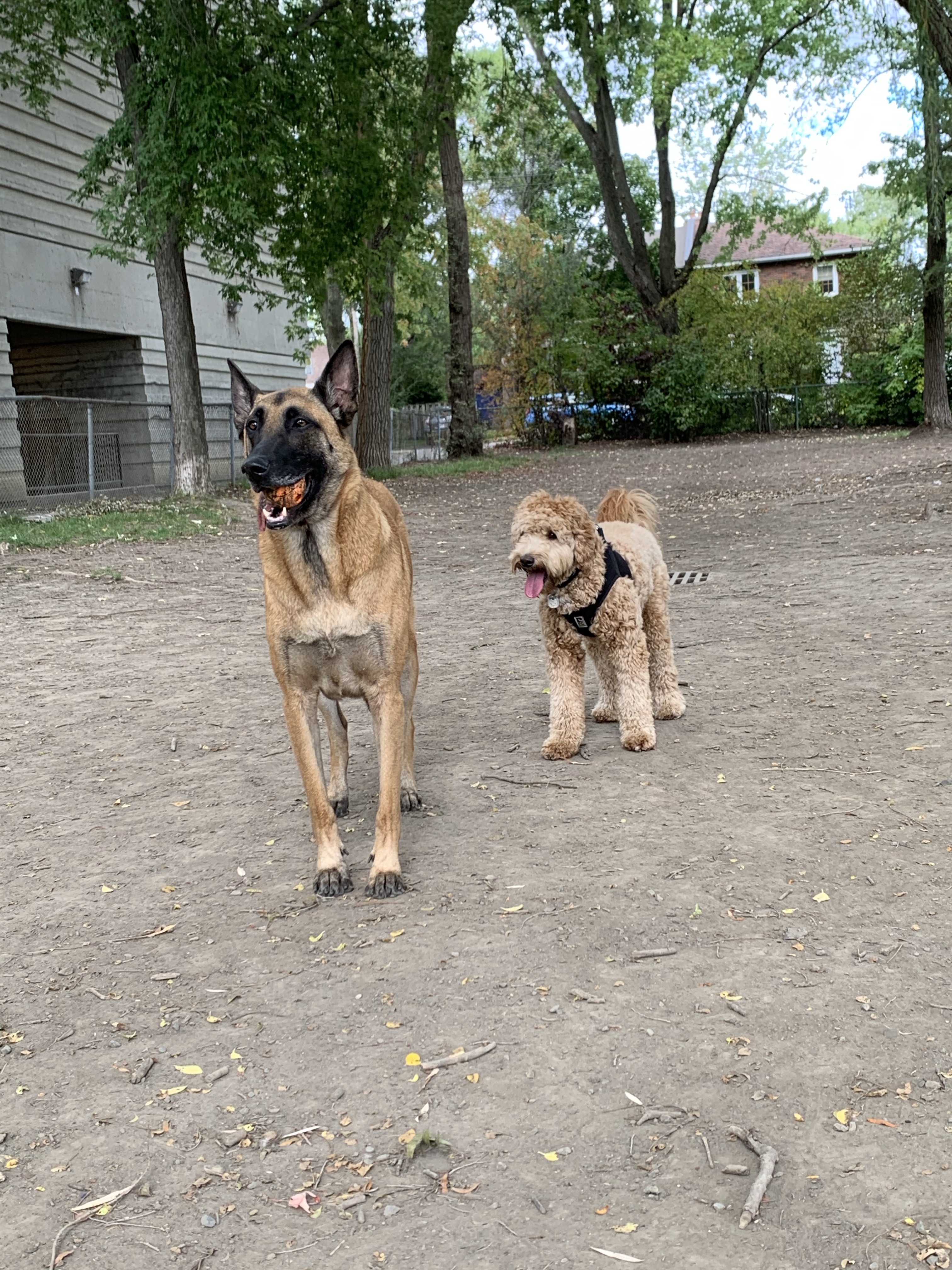 Parc de la Confédération Dog Park