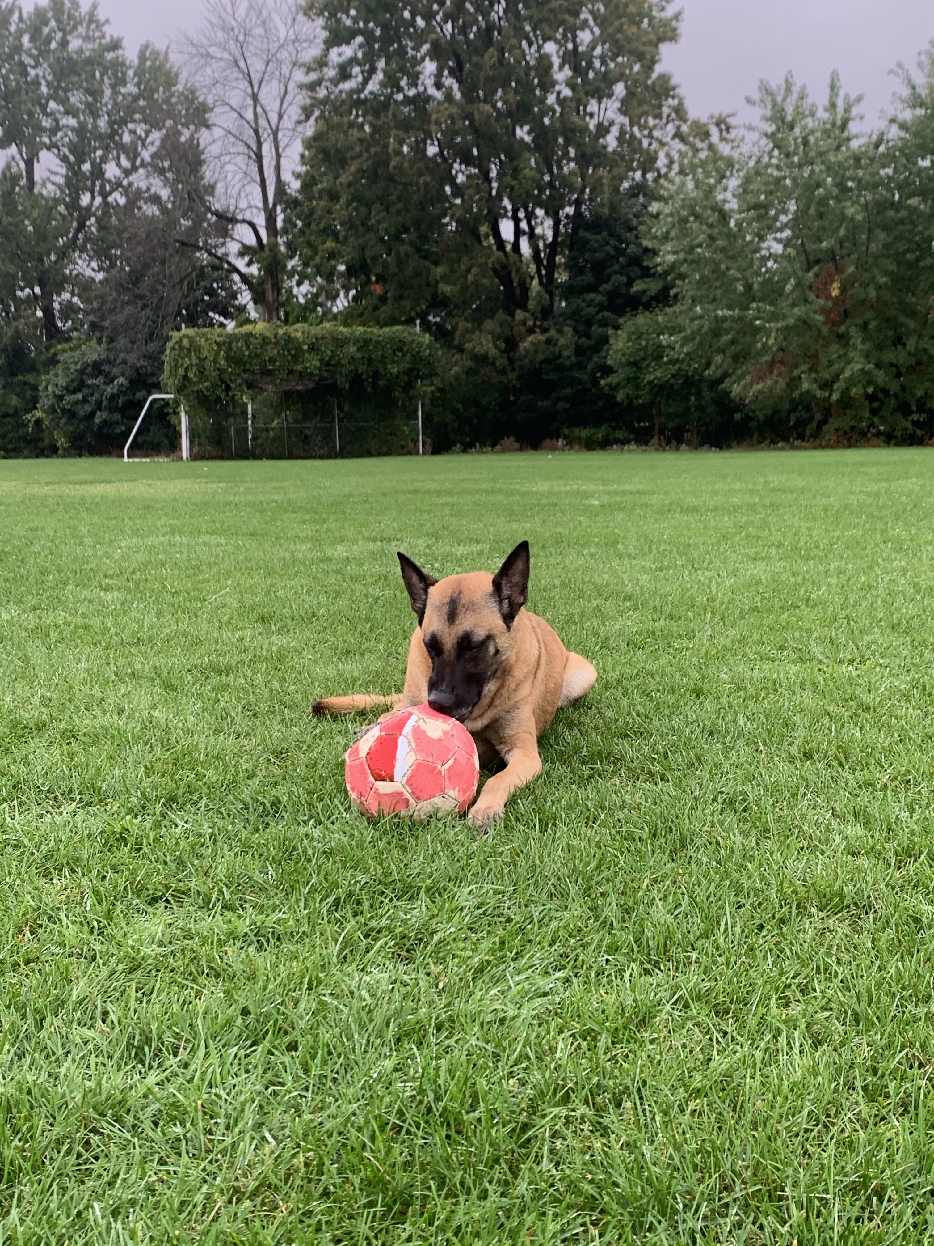 English Montreal School Board